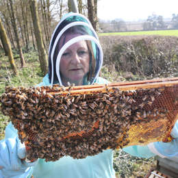 Somerset Beekeepers brace themselves for Asian hornets