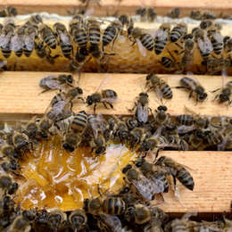 Waxing lyrical about the joys of beekeeping