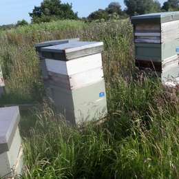 A Beekeeping Tale of Woe